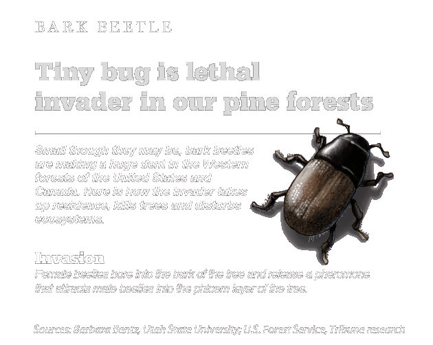 Beetle invasion