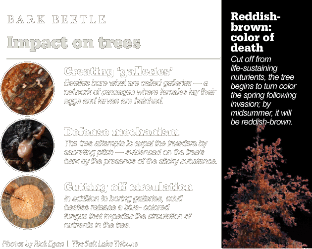 Beetle invasion trees