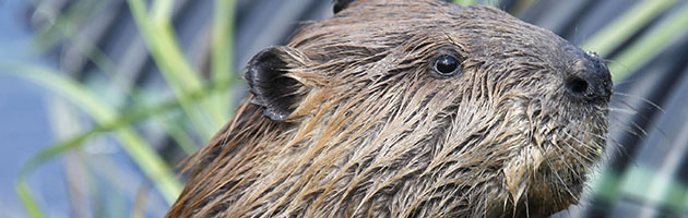 Beaver